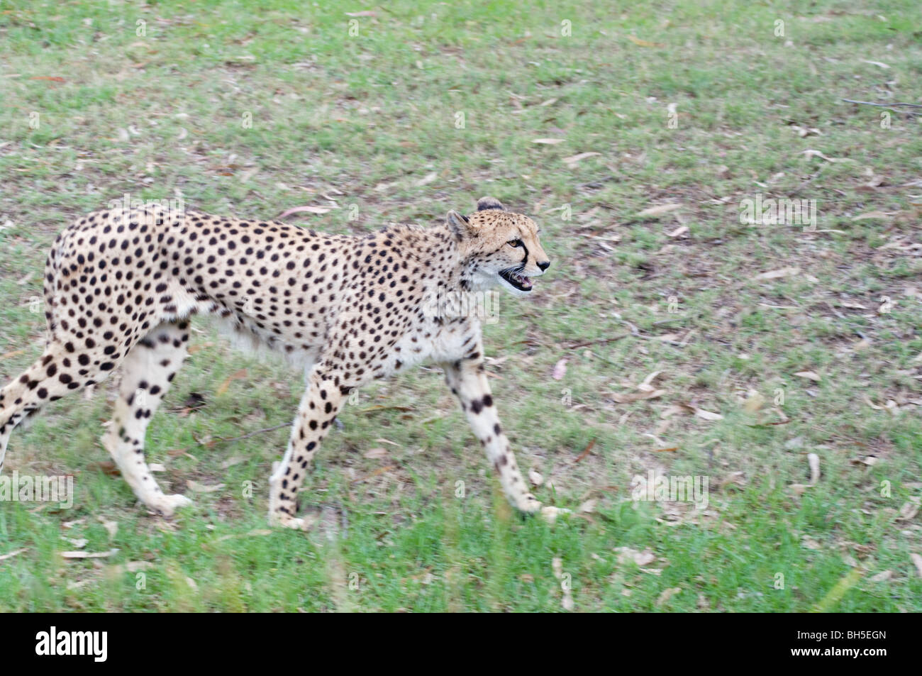 tolles Bild von einem weiblichen gefleckte Gepard Stockfoto