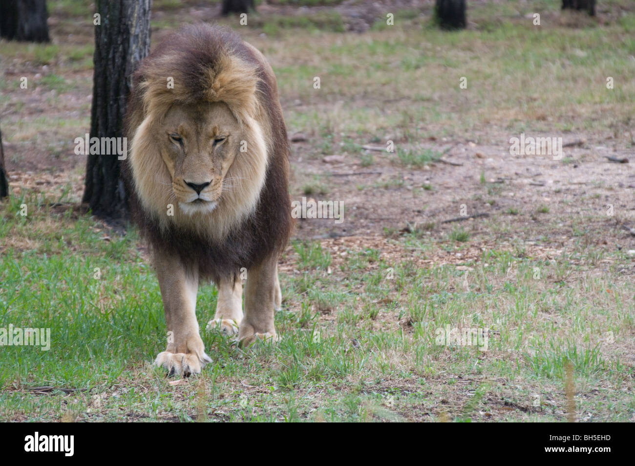 der König des Dschungels ist müde und hat viele sorgen Stockfoto