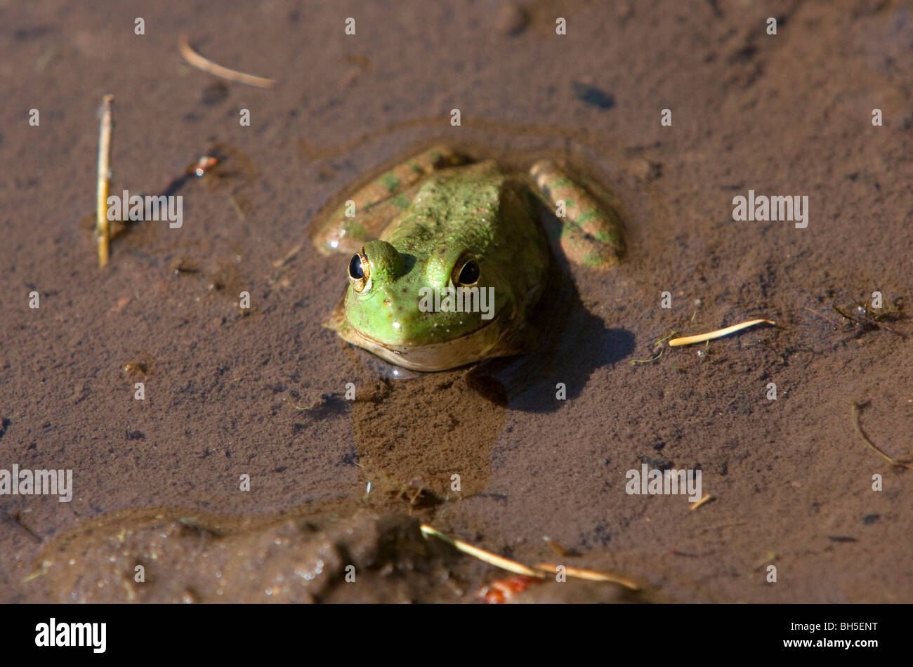 Amerikanischer Ochsenfrosch Rana Catesbeiana im seichten Wasser am McGregor Marsh Nanaimo Vancouver Island BC Kanada im August Stockfoto