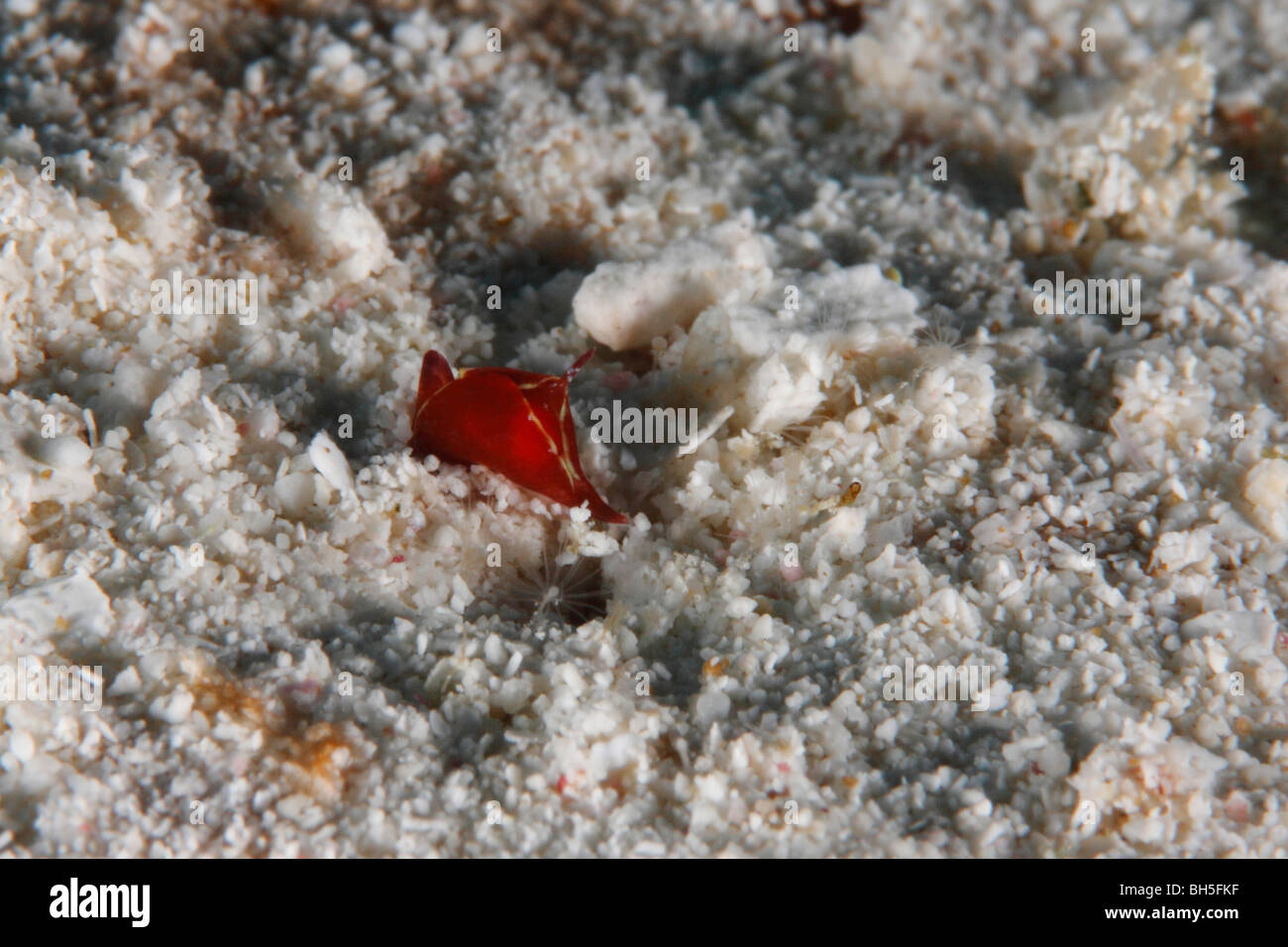 Eine winzige rote juvenile Nacktschnecken kriechen auf einem sandigen Meeresboden Stockfoto