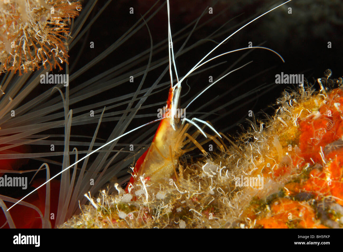 Scharlachrot gestreiftes Putzergarnelen aus seinem Versteck, mit den Tentakeln der marine rot gefärbten Weichtier im Hintergrund. Stockfoto