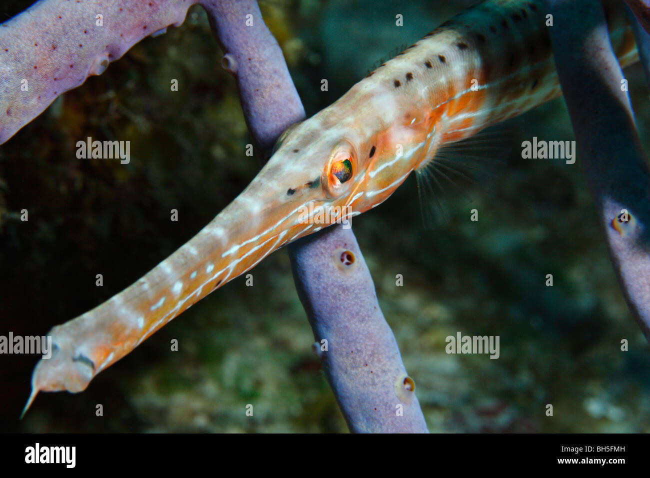 Trompete Fisch versteckt unter Meer Schwamm Röhren ihre Beute jagen Stockfoto
