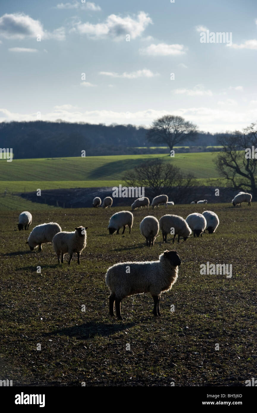 Eine Herde Schafe auf Chilterns Ackerland in Buckinghamshire Landschaft UK Stockfoto