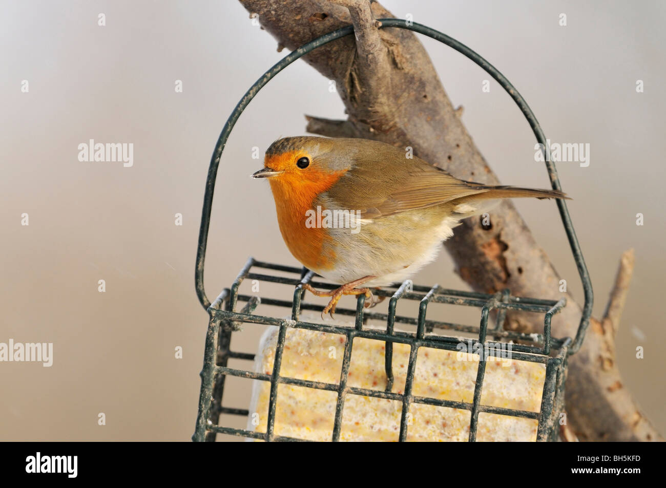 Rotkehlchen - Erithacus Rubecula Fütterung auf Fett Feeder Stockfoto