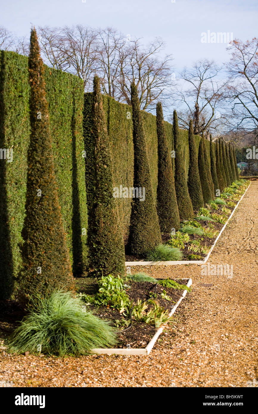 Formaler Garten Grenze an der Ostseite des Hauses Schinken mit gestutzten Bäumen und Hecken. Ham House, Surrey. VEREINIGTES KÖNIGREICH. Stockfoto