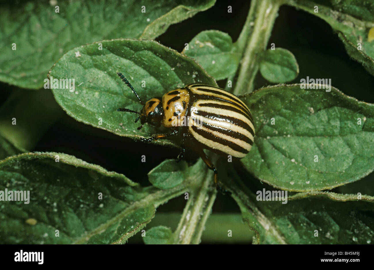 Kartoffelkäfer auf Blatt / Leptinotarsa Decemlineata Stockfoto