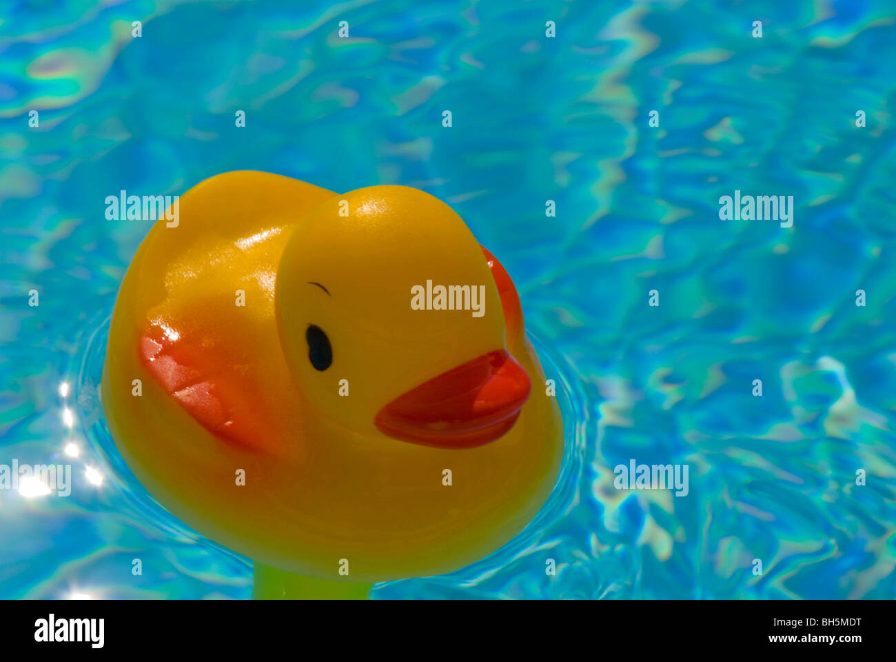 Gelbe Rubber Duck Schwimmbad thermometer Stockfotografie Alamy