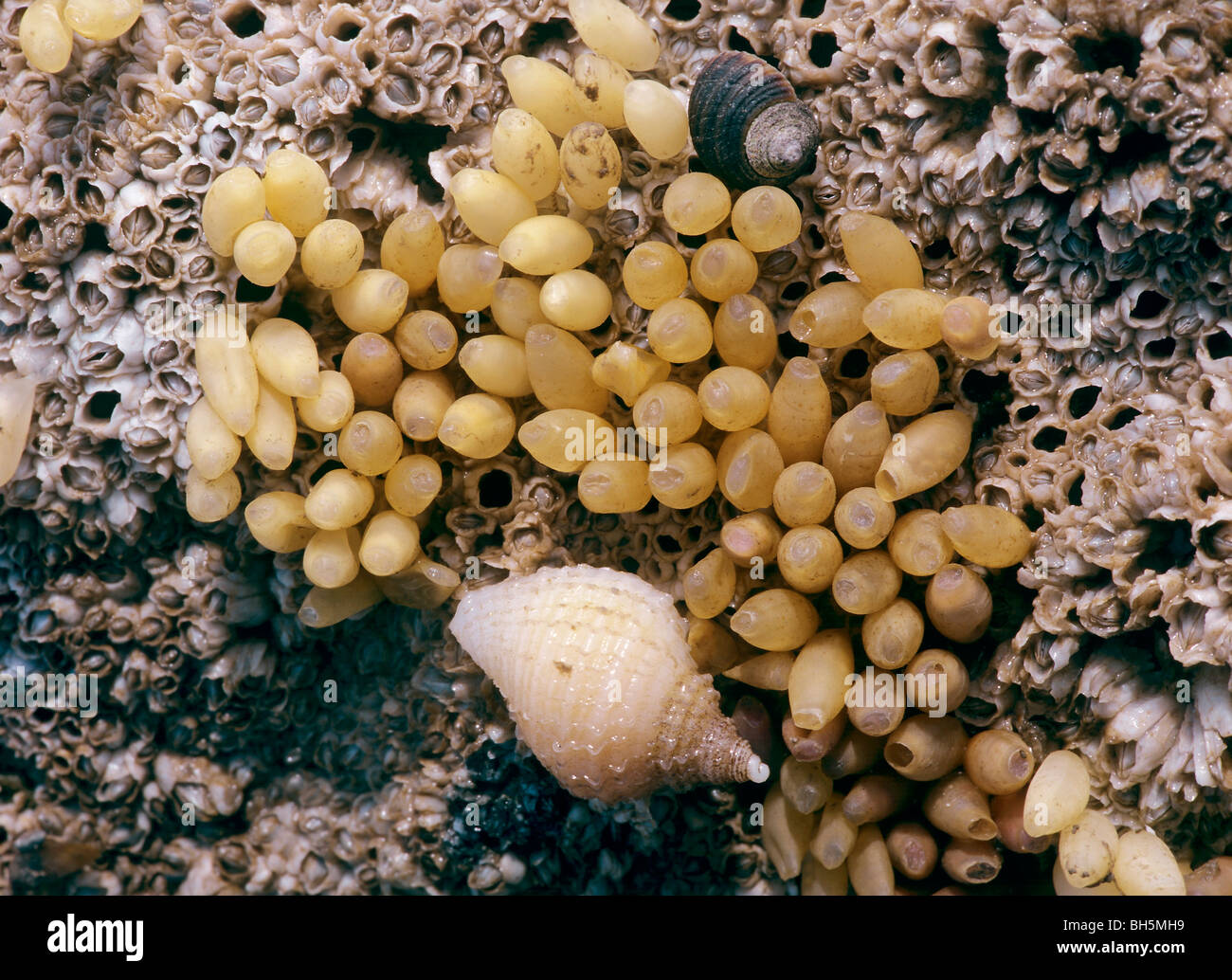 Hund whelk (Nucella lapillus) und mit frisch gelegten Eierkapseln. Stockfoto