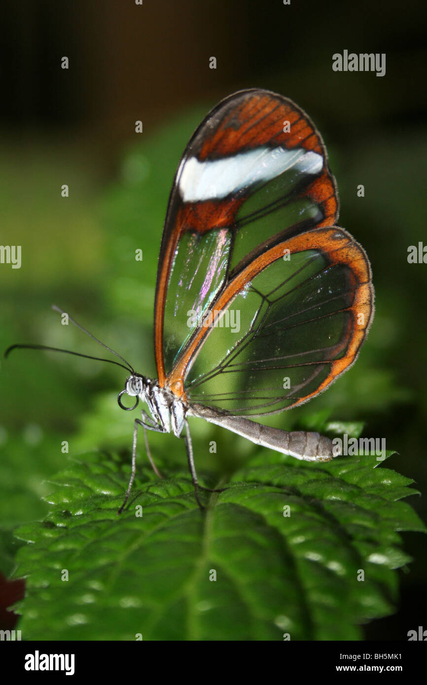 Glasswing Butterfly Greta Oto genommen im Zoo von Chester, England, UK Stockfoto