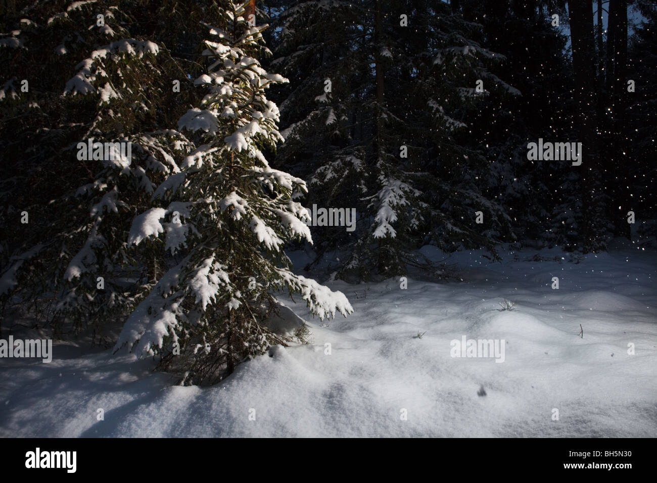 Winter Wald Nachtszene, tiefen Schnee und schneit Stockfoto