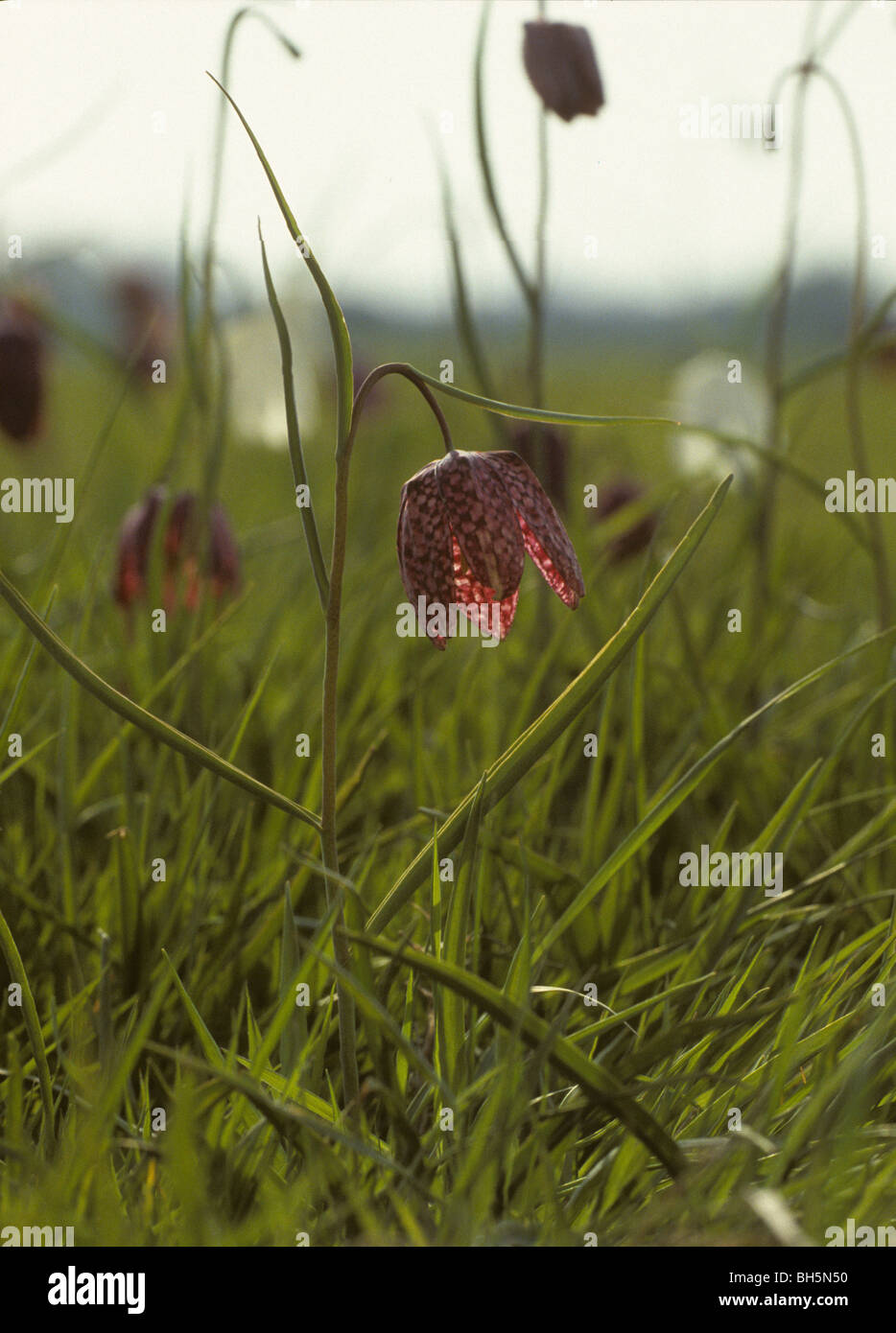 Fritillary, Fritillaria Meleagris, auf Portholme, einer großen Aue Weide Wiese in Cambridgeshire, England Stockfoto