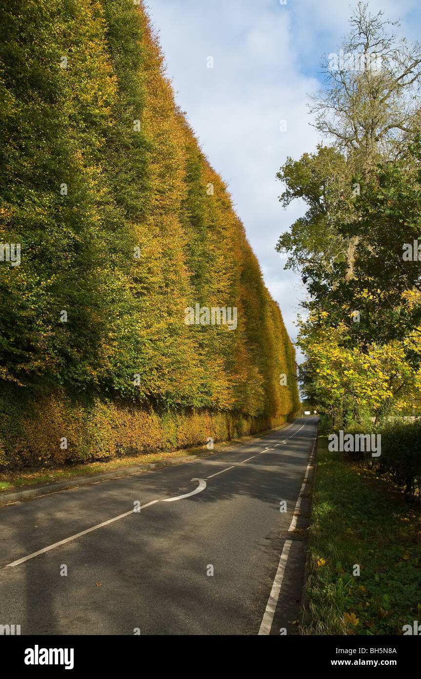 dh Meikleour Buche Hedge MEIKLEOUR PERTHSHIRE Scottish Jacobite Rebellion 1745 bepflanzte Buchenhecke Herbstfarben A93 scotland uk Road Stockfoto