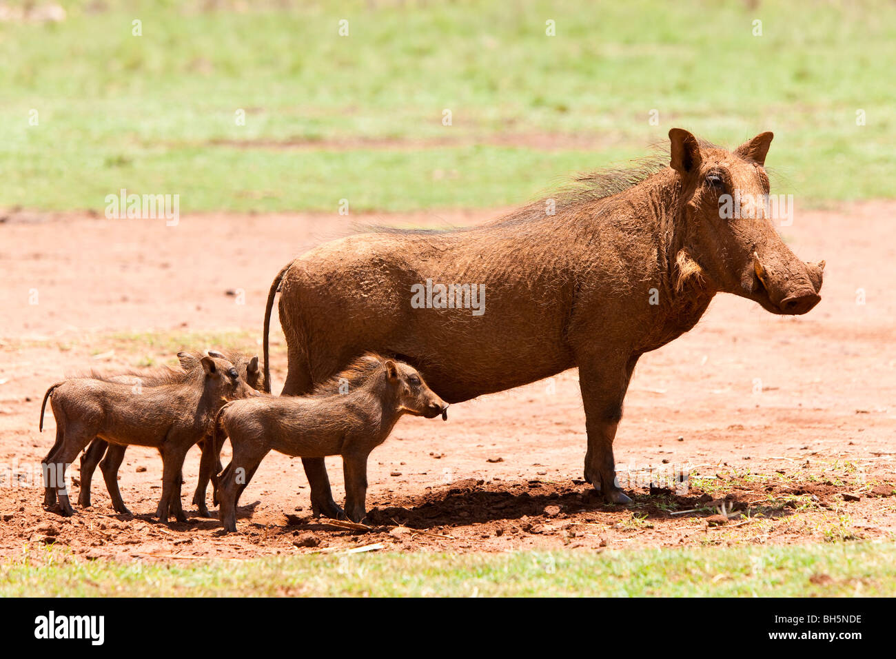 Warzenschwein oder gemeinsame Warzenschwein (Phacochoerus Africanus) Stockfoto