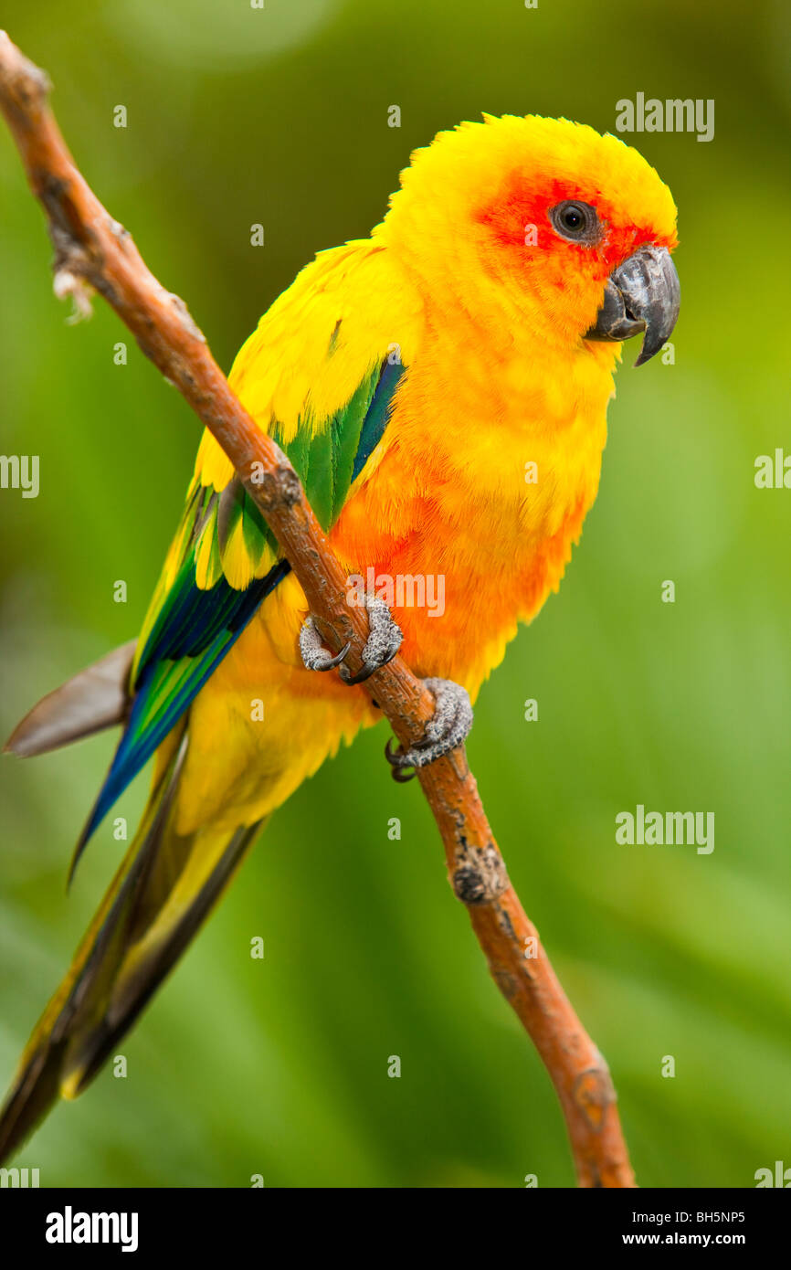 Sun-Sittich (Aratinga Solstitialis) Stockfoto