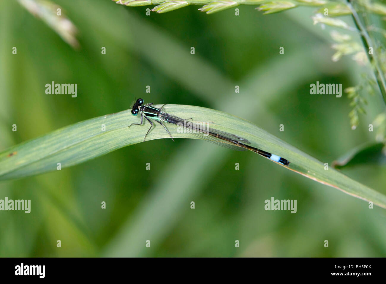 Blaue Tailed Damselfly (Ischnura Elegans) in Felmersham Gruben zu reservieren, Bedford, UK Stockfoto