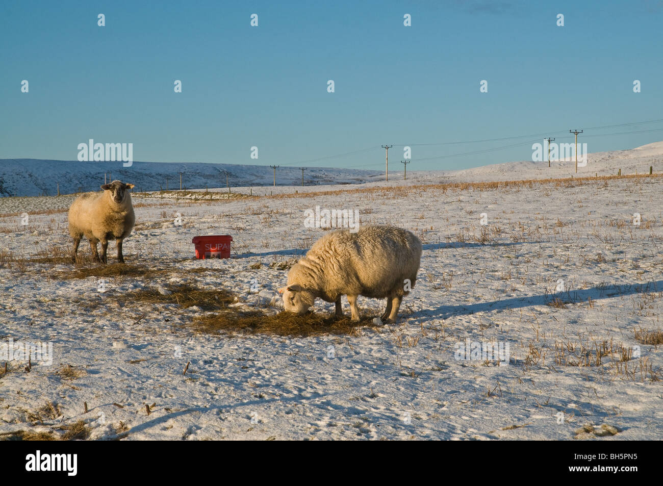 dh Schafe TIERE Großbritannien Schottland Weiden schneebedeckten Feld Essen Futter Winter Nahrungsergänzungsmittel schottische Rinder kalte Tiere Futter Vieh Fütterung Stockfoto
