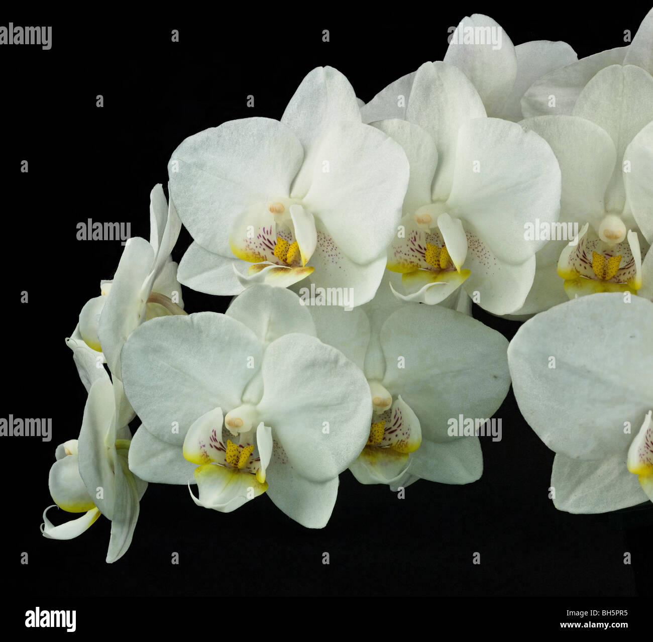 Weiße Phalaenopsis Stockfoto