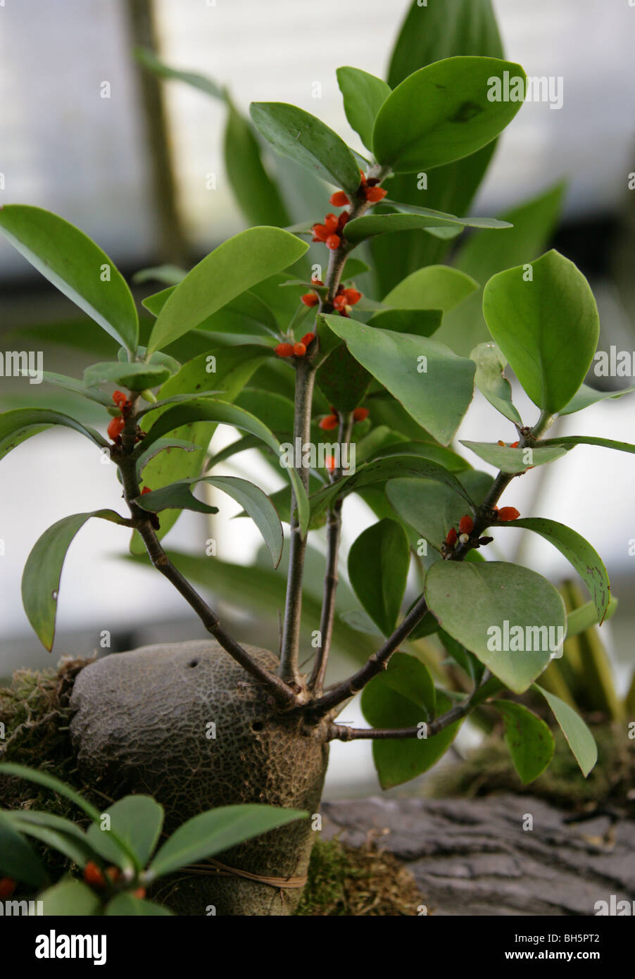 Ameise Pflanze, Hydnophytum SP., Rubiaceae, Papua New Guinea Stockfoto