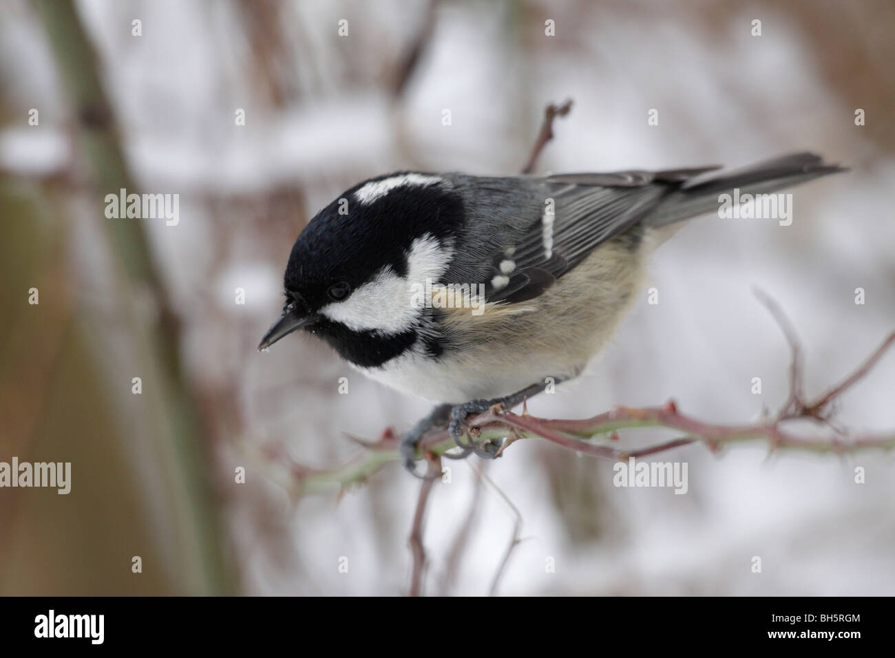 Tannenmeise Parus Ater, im Schnee Stockfoto