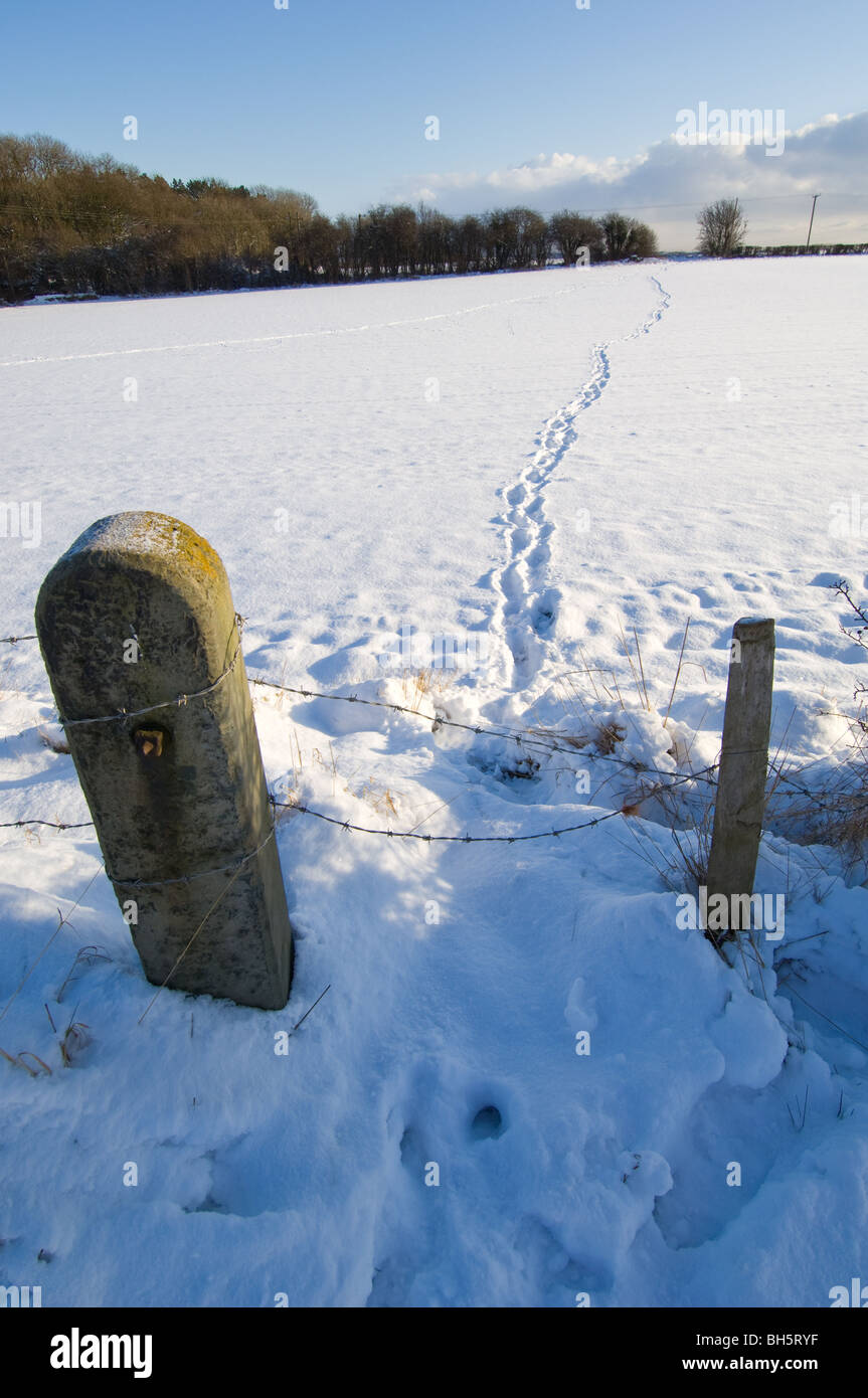 Frische Fuß druckt oder Spuren in den Schnee geht aus der am Horizont ein Steintor Post mit Stacheldraht versperrt den Weg. Stockfoto