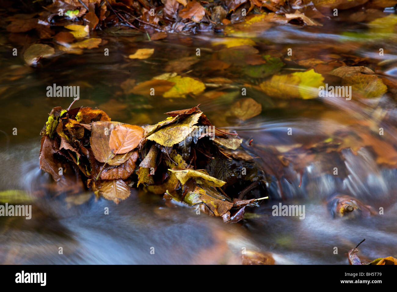 Herbstlaub im Fluss Isle Of Skye, Schottland Stockfoto