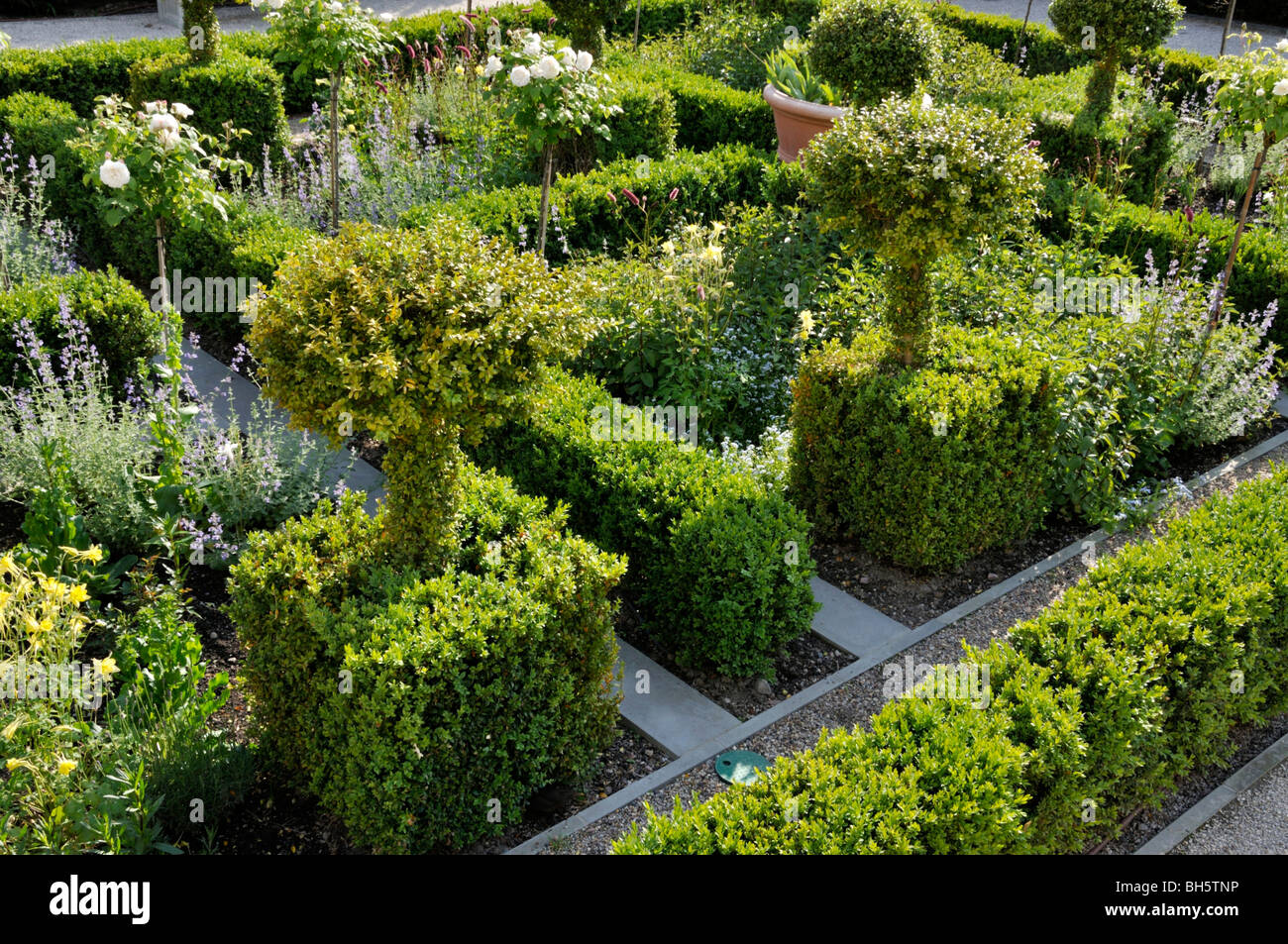Common garden shrubs Fotos und Bildmaterial in hoher Auflösung Alamy
