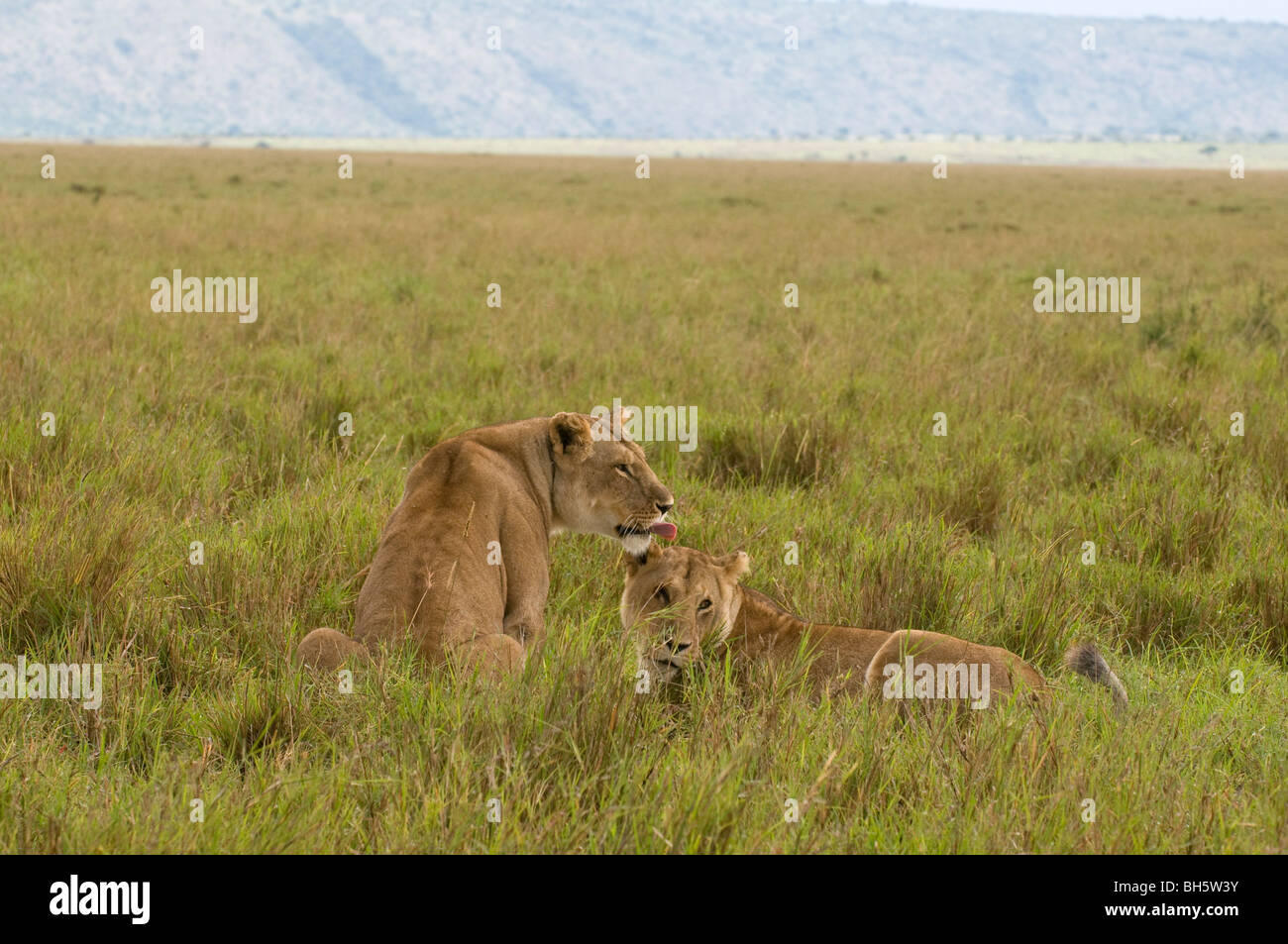 Löwinnen (Panthera Leo), Masai Mara National Reserve, Kenia. Stockfoto