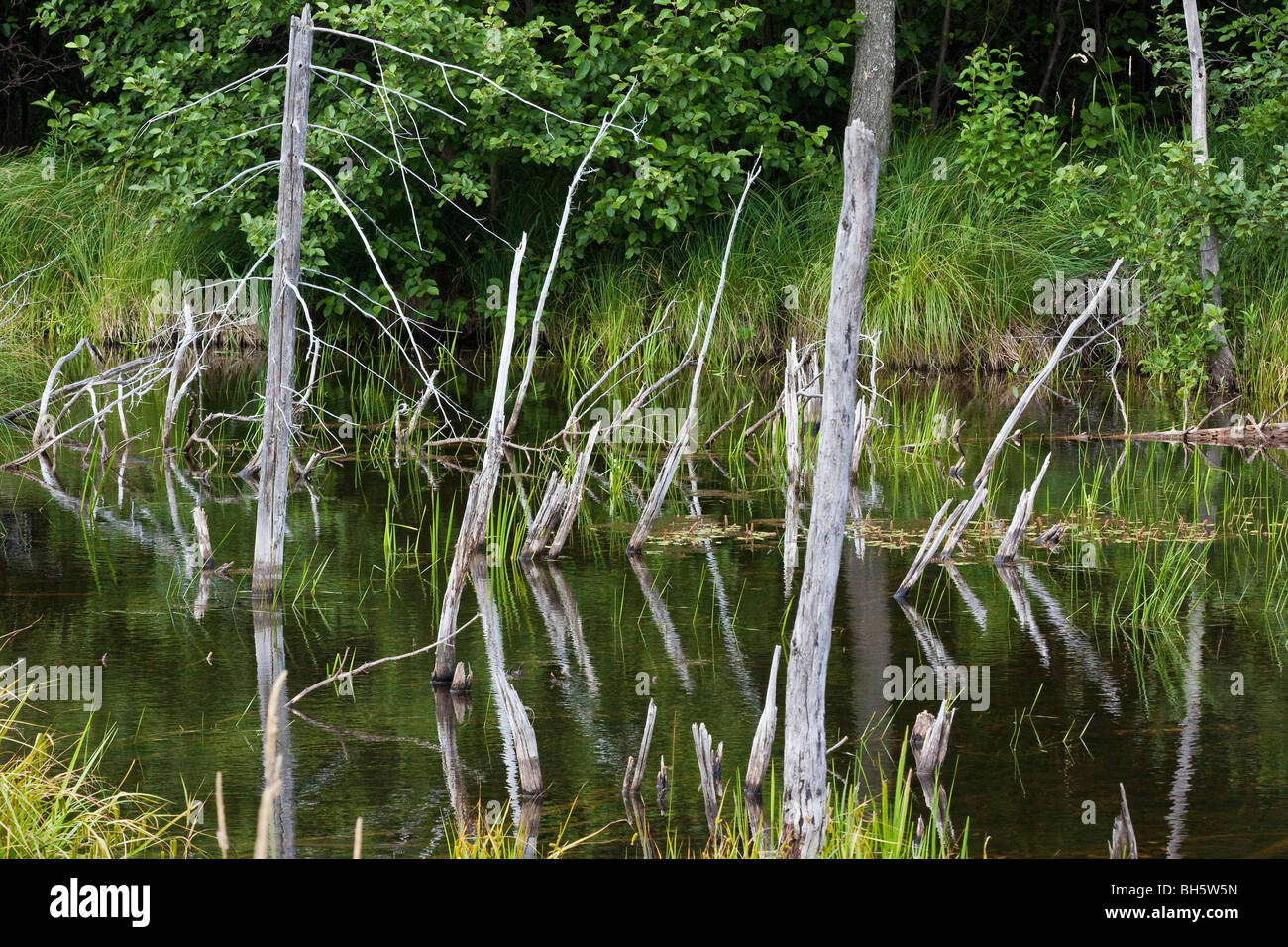 Degradation Wald Bäume und Teich in Michigan in den USA ertränkte Bäume die Natur verderben niemanden in hohem Grade Stockfoto