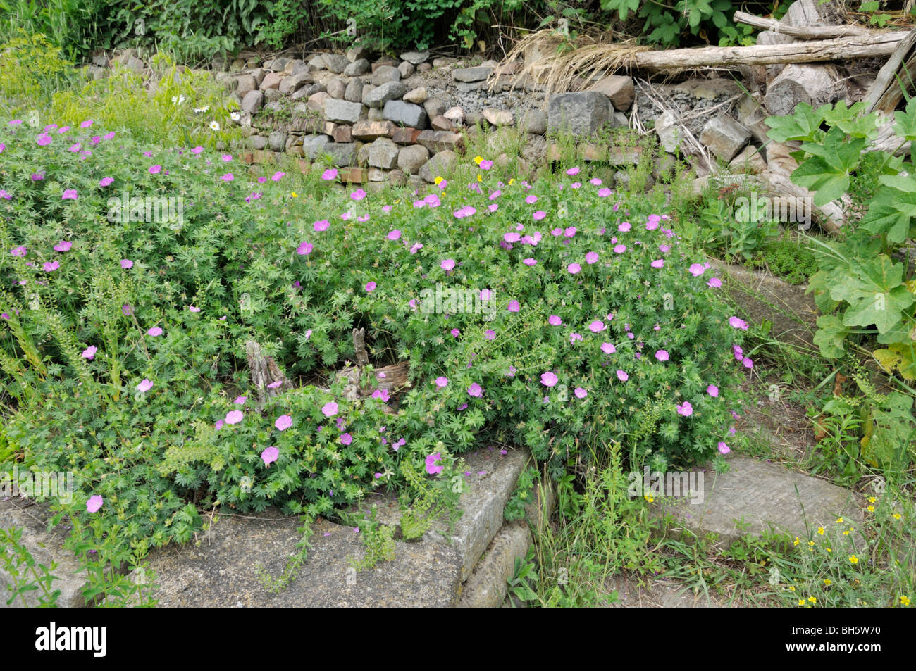 Mehrjährig Garten mit Steinmauer Stockfoto