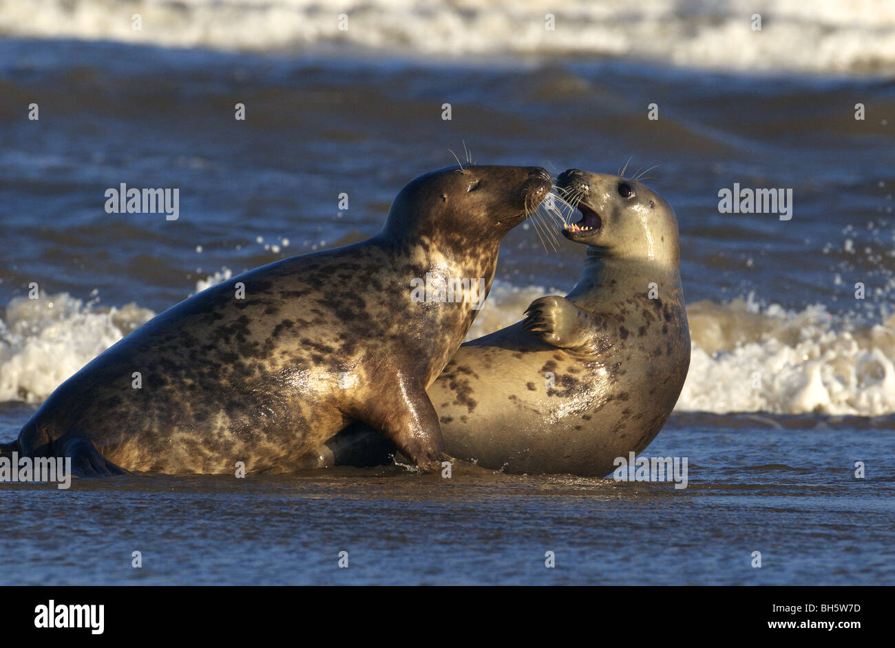 Paar von grau Atlantic Dichtungen Halichoerus Grypus spielen und Paarung im Meer bei Donna Nook Lincolnshire uk Stockfoto