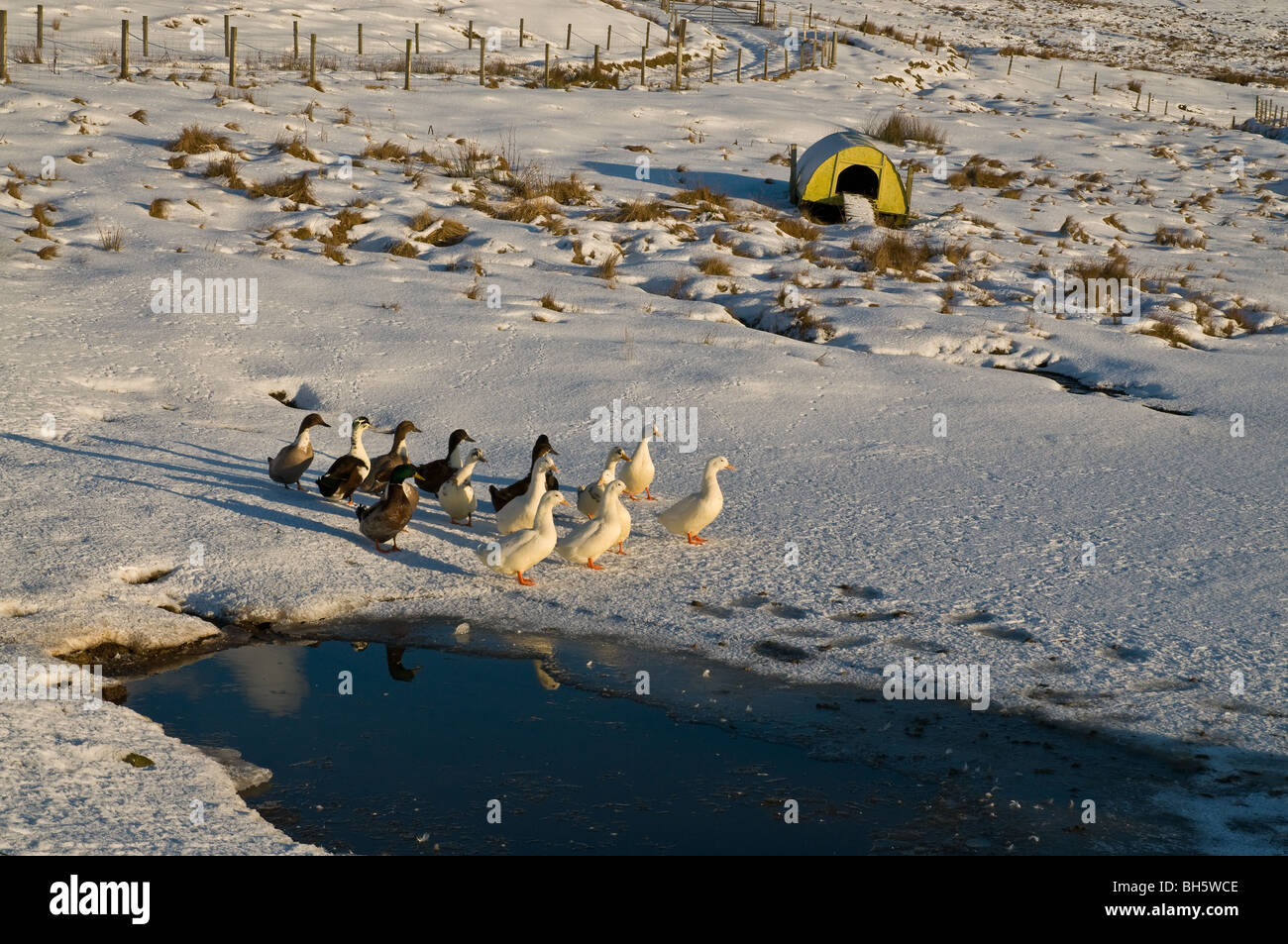 dh Landwirtschaft ORKNEY inländische Enten zugefrorenen Teich und schneebedeckten Feld duckhouse Stockfoto