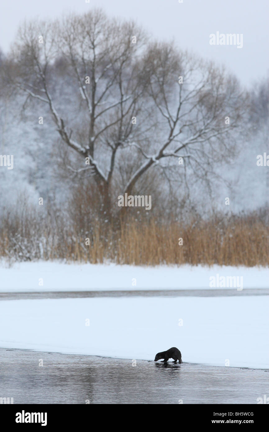 Wilde Otter (Lutra Lutra) von seiner Umwelt, Europa Stockfoto