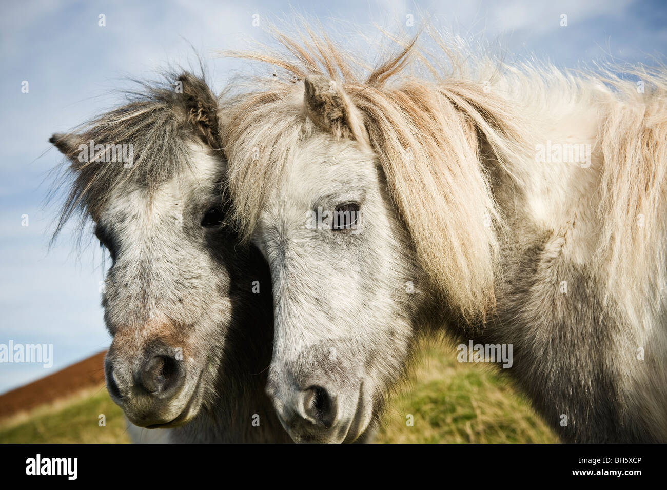 Welsh Mountain Ponys, Brecon Beacons National Park, Wales Stockfoto