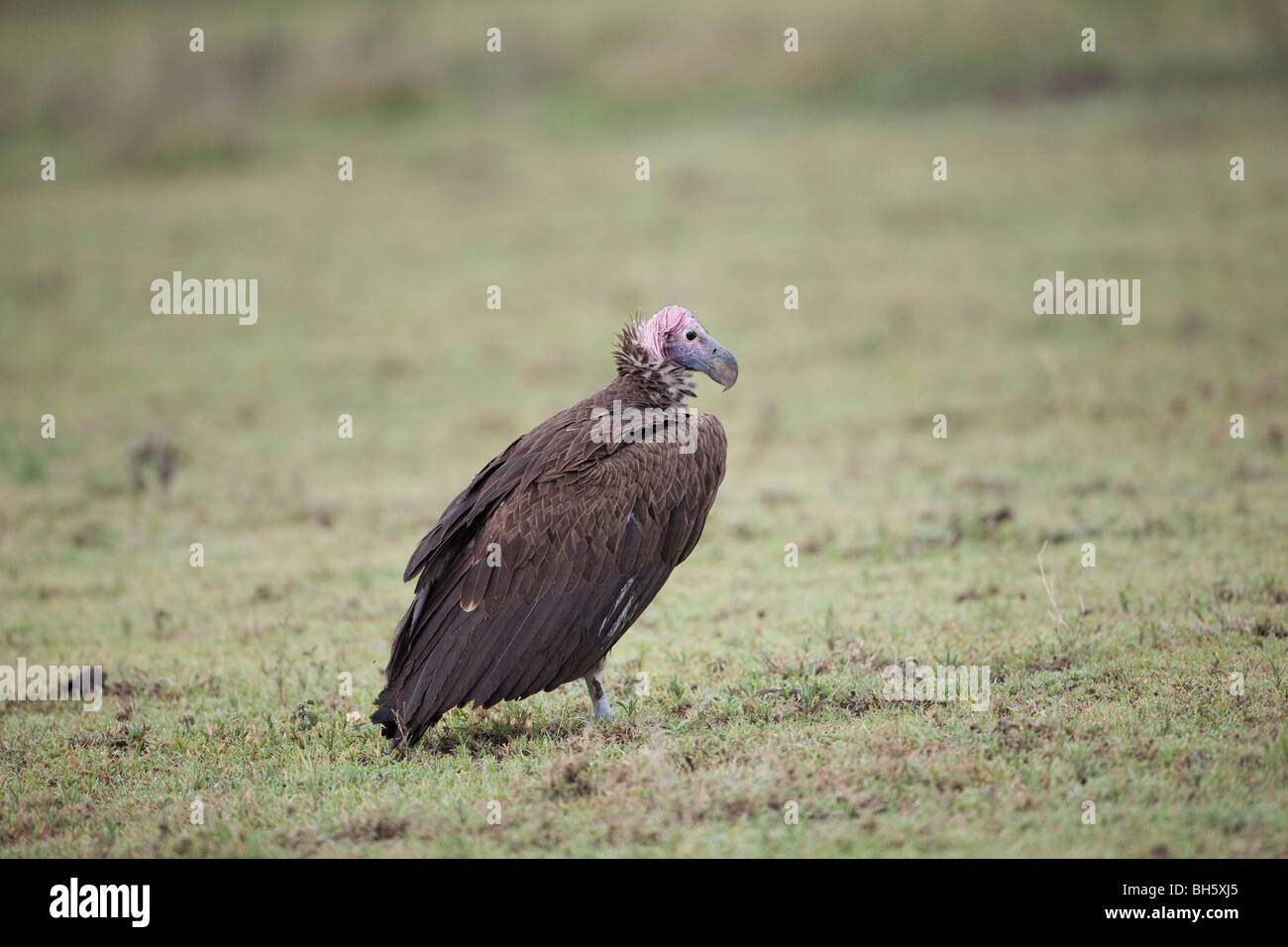 Ohrengeier-faced Vulture oder Nubian Geier (t. Torgos Tracheliotus) auf den Wiesen der Ndutu, Tansania Stockfoto