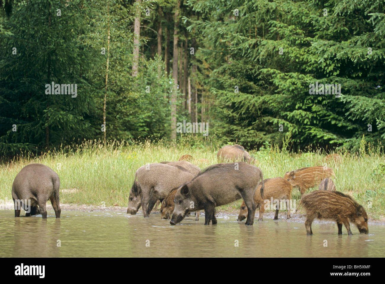 Wildschwein - Sauen und hatte / Sus Scrofa Stockfoto