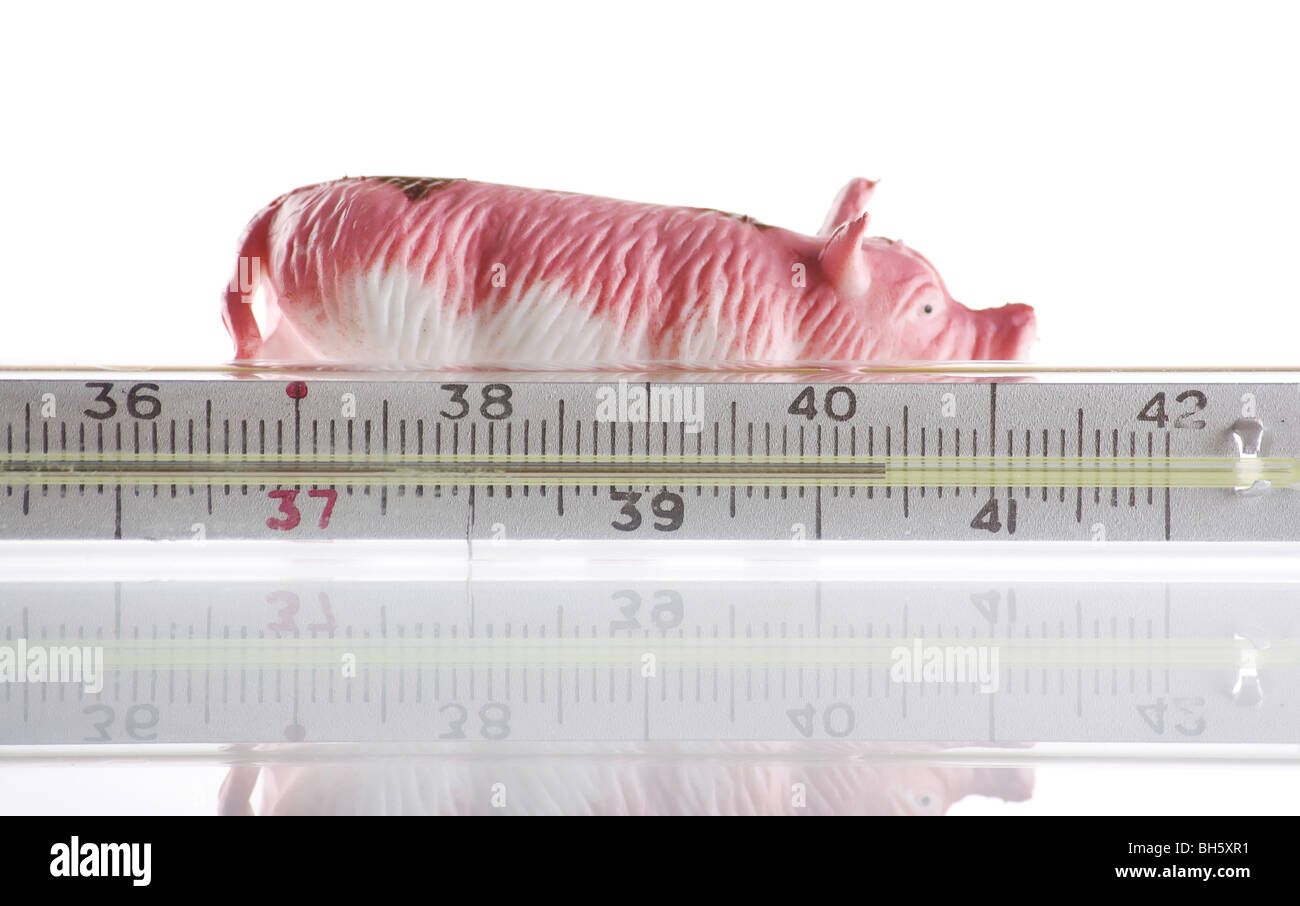 Piggy Grippe-Epidemie Stockfoto