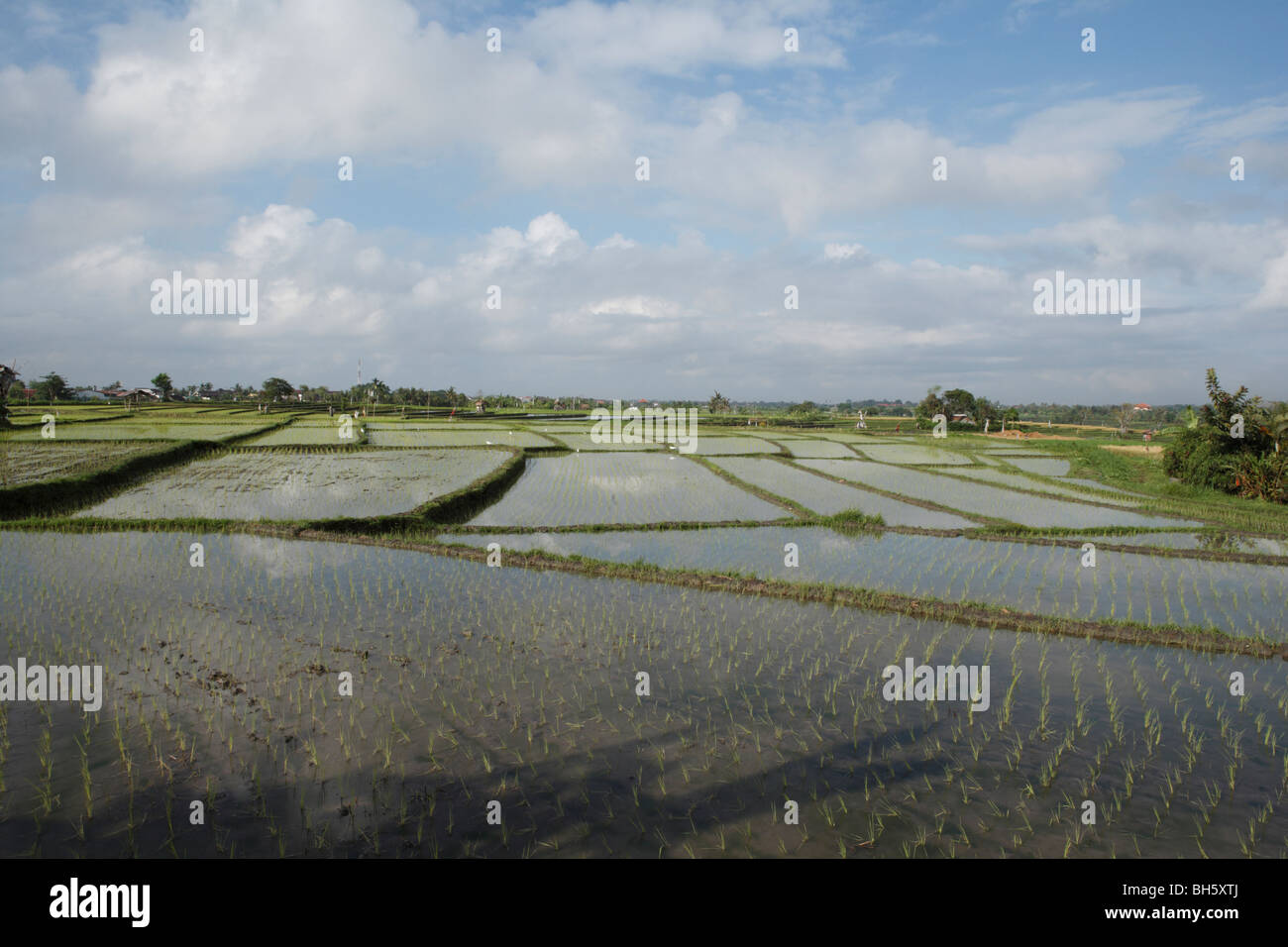 Reisfelder, Canggu, Bali. Stockfoto