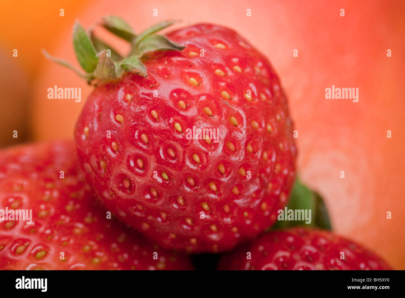 Makroaufnahme einer Erdbeere vor einem farbigen Hintergrund. Stockfoto