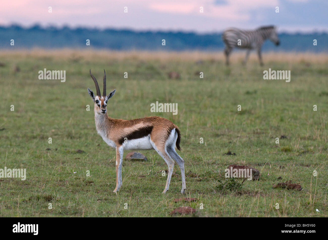 Thomson-Gazelle (Gazella Thomsoni), Masai Mara National Reserve, Kenia. Stockfoto