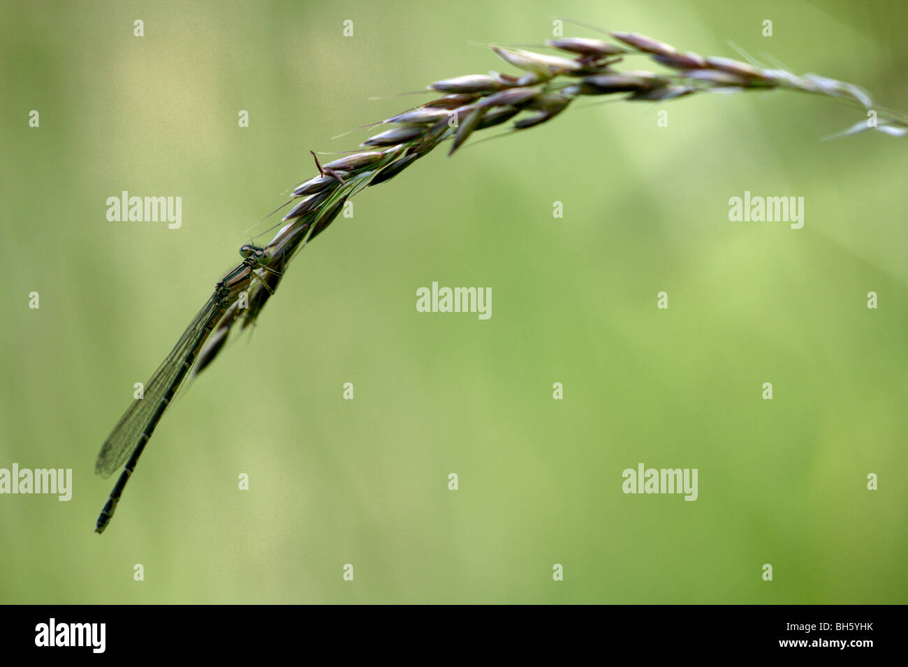 Bronze, farbig Damselfly ruht auf einem Grashalm Stockfoto