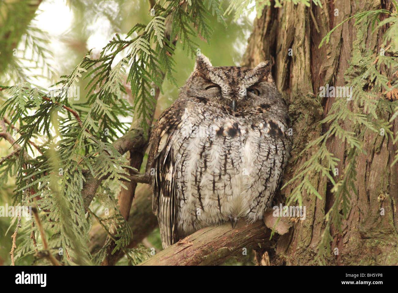 Western Käuzchen in einem Wald Oregon Stockfoto