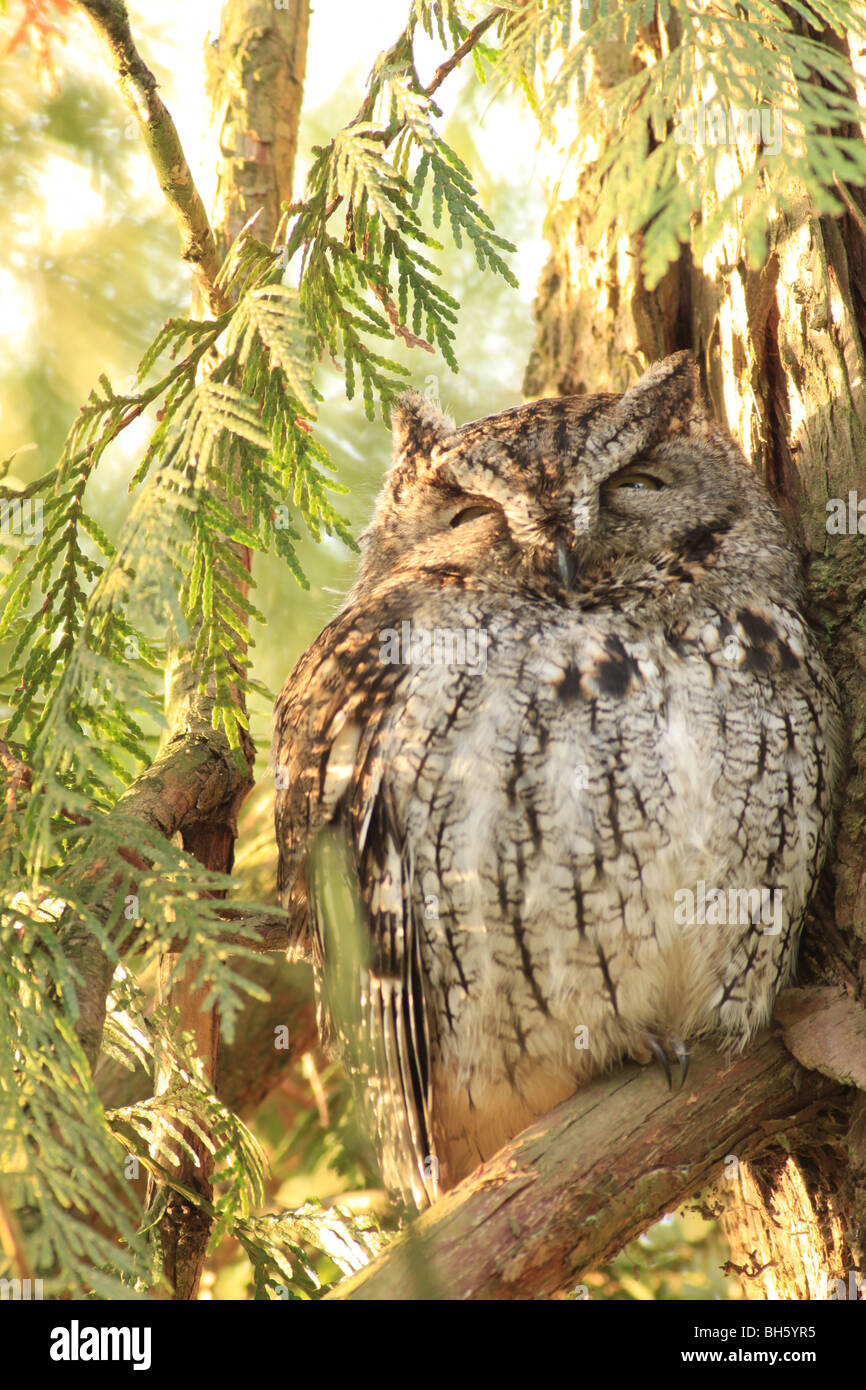 Western Käuzchen in einem Wald Oregon Stockfoto