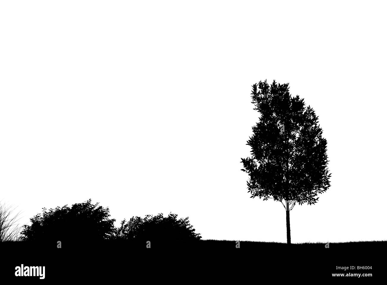 Silhouette von einem einsamen Baum Stockfoto