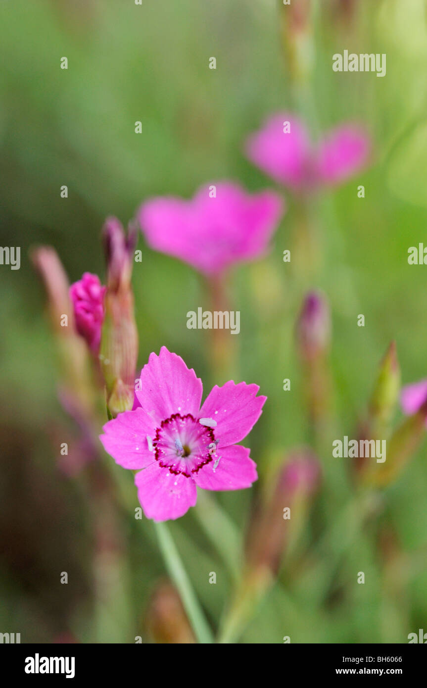 Dianthus myrtinervius Fotos und Bildmaterial in hoher Auflösung Alamy
