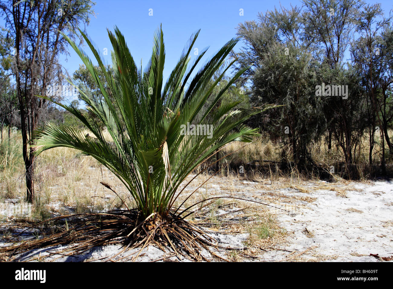 Vegetation im Western Australian outback. Stockfoto