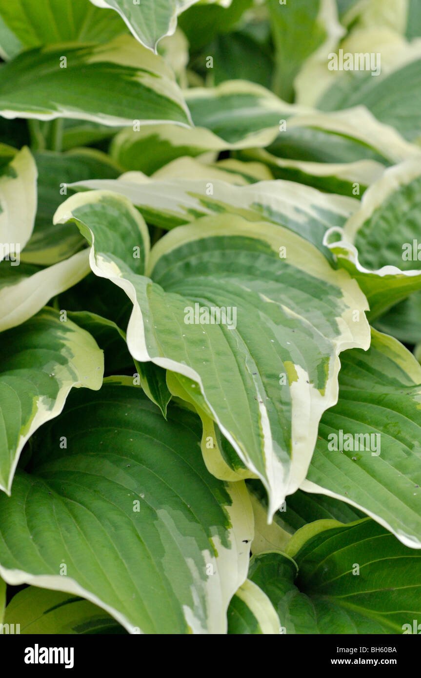 Wegerich Lily (Hosta undulata 'Aureomarginata') Stockfoto