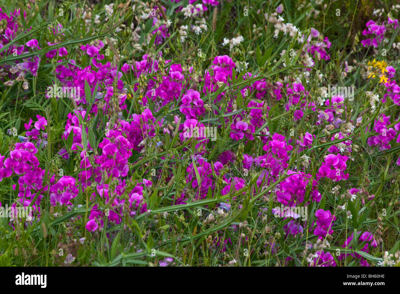 Lathyrus odoratus lila Süße Erbsen Sweetpea Wildblumen in voller Blüte mehrjähriger voller Hintergrund nah oben niemand niemand von oben Hi-res Stockfoto