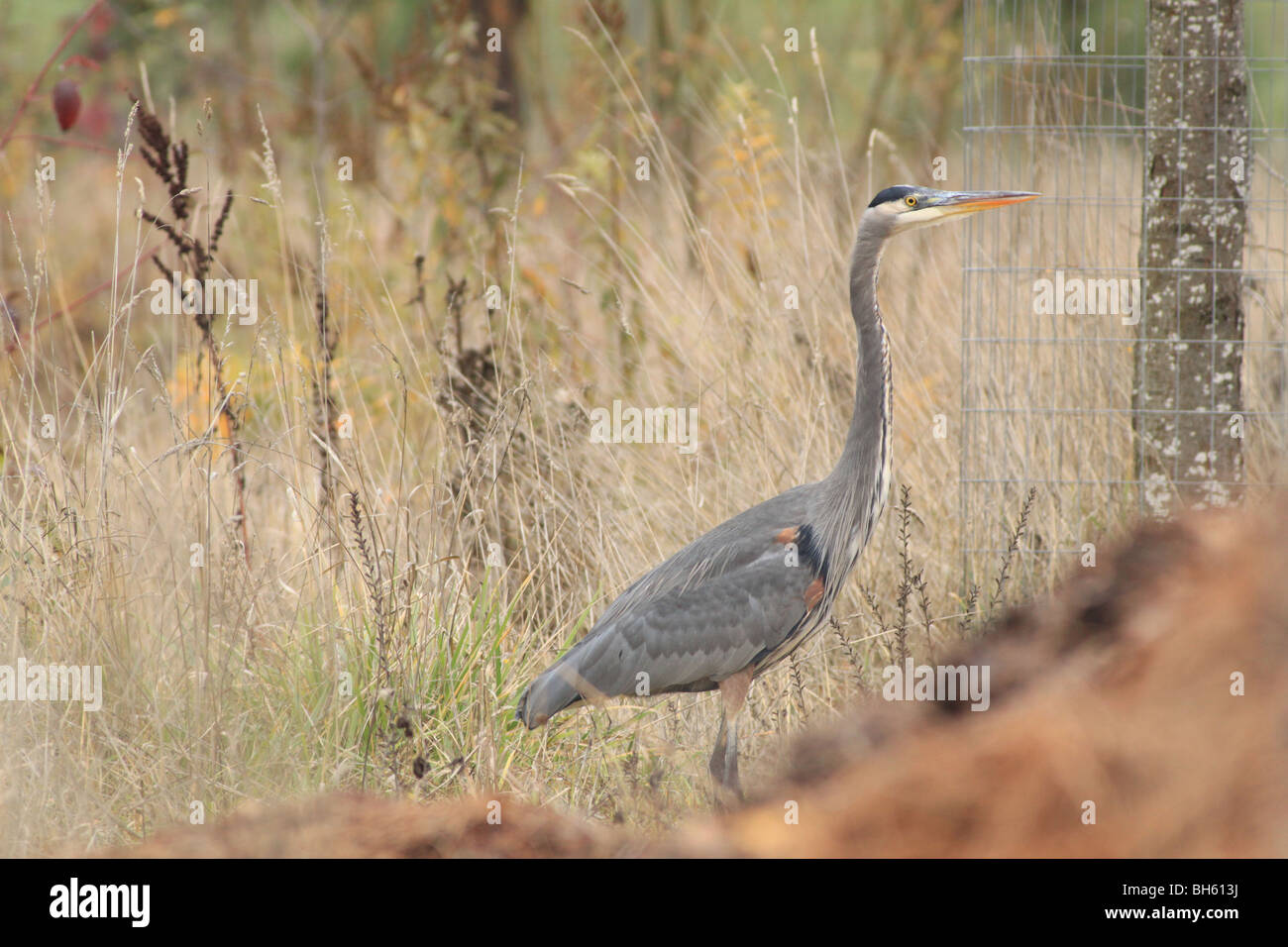 Great Blue Heron in einem Park in Oregon Stockfoto