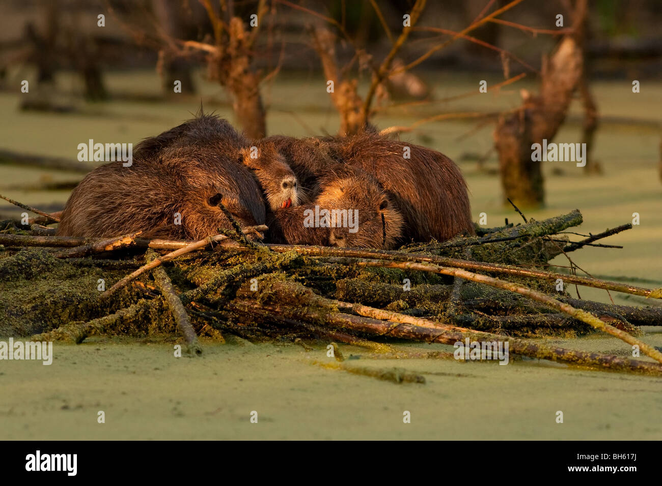 Nutria nahaufnahme -Fotos und -Bildmaterial in hoher Auflösung – Alamy
