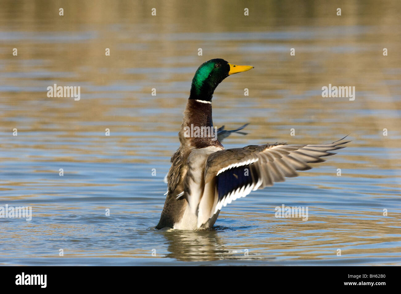 Germano Reale Anas Platyrhynchos Stockente Stockente Canard Colvert Uccelli Anatidi Anatidae Oasi Marano Lagunare Friuli Venezia G Stockfoto